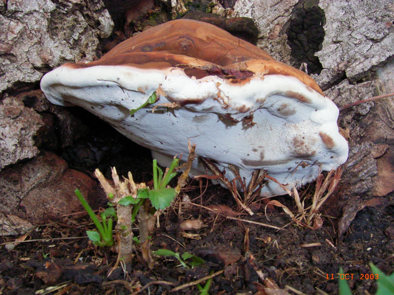 Altri funghi vicino al mio ufficio